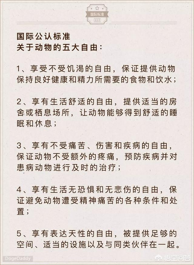 思念里的流浪狗感悟:狗狗如果想念一个人，会做什么样的事情？