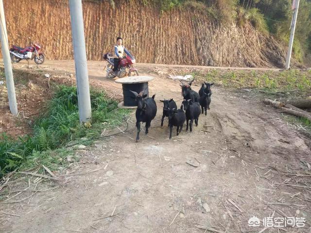 海拉尔羊驼养殖网厂家:养殖哪些品种的肉羊利润高、口感佳？ 内蒙古海拉尔羊驼养殖场
