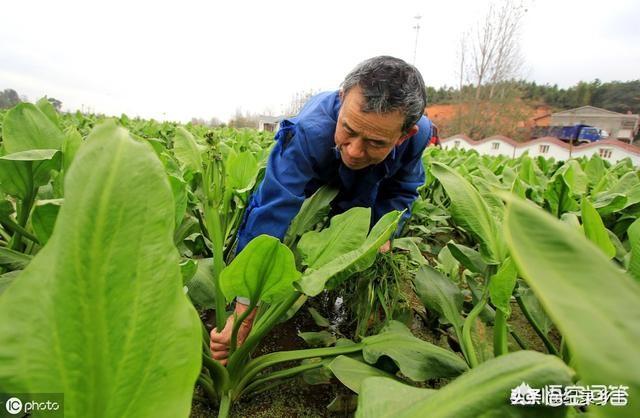 德国bunny草本兔粮官网:泽泻长在河边，根茎都带有毒素，却为何被农民当成心头肉？