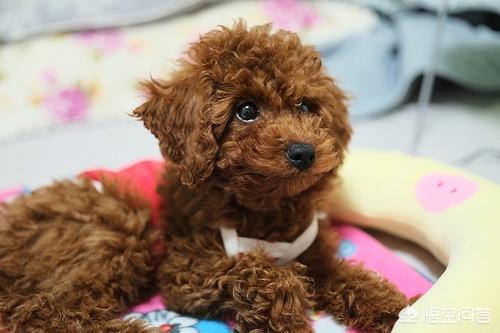 狗有必要打弓形虫疫苗吗:狗狗每年都需要注射狂犬疫苗吗？