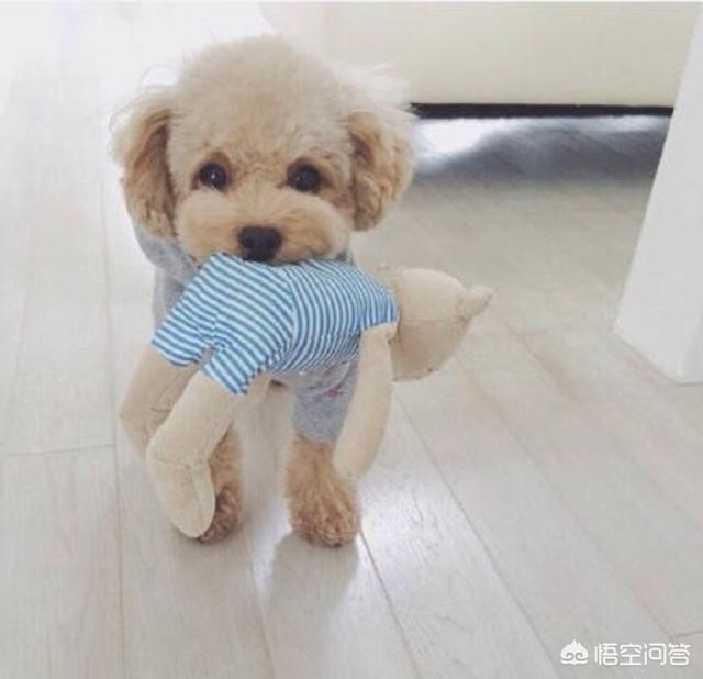 有杀泰迪吧吗:经常打骂泰迪犬会有什么后果？ 打了泰迪后记仇吗