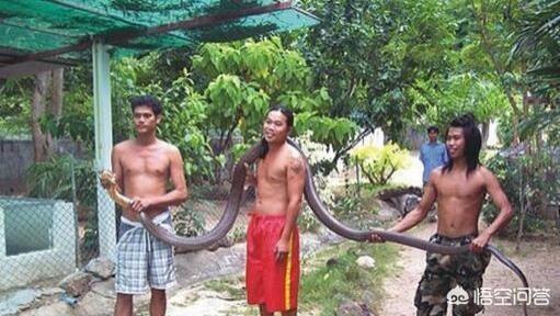 远古最可怕的三大巨蛇，农村阿婆说最大的过山峰蛇可以长到十米长，真的假的哦
