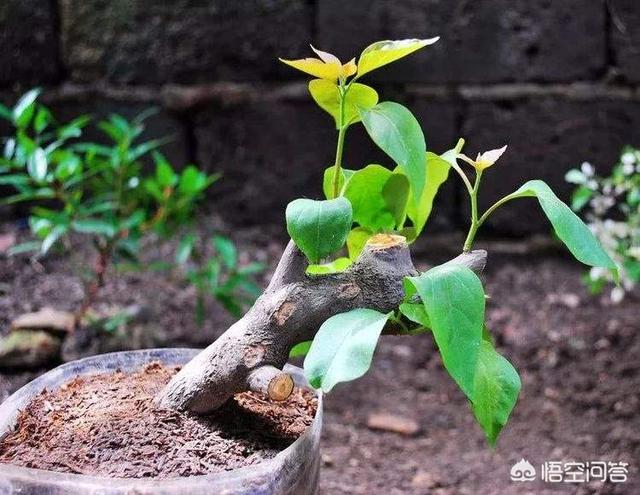 龙吐珠开完花后用剪吗?:龙吐珠开完花之后怎么剪枝 家里养的茉莉花，五六月份怎么扦插分盆呢？