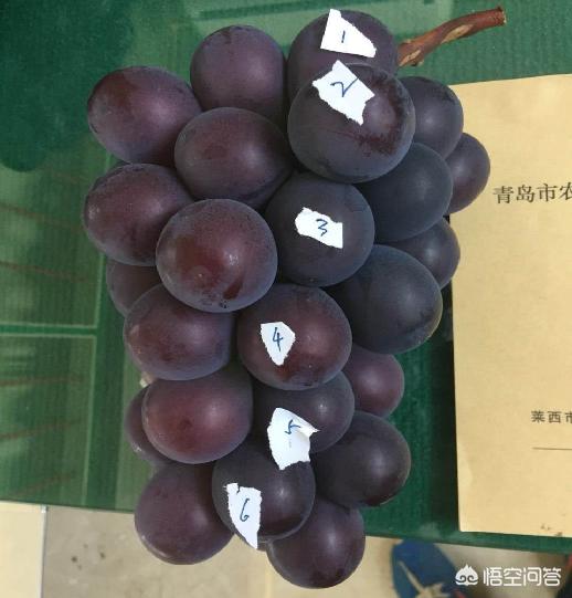 头条问答 葡萄花序不掐尖会怎样 6个回答