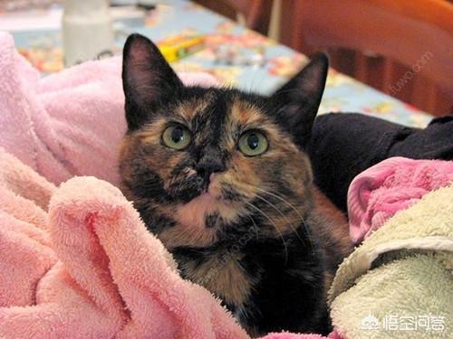 玳瑁猫 魔兽:玳瑁猫发腮好看吗，怎么让玳瑁猫发腮？ 玳瑁猫温柔