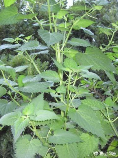 广东野生黄瓜香图片黄瓜香野菜图片