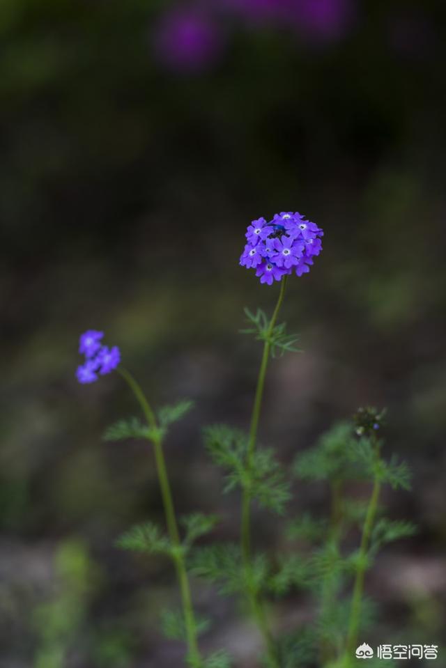 细叶美女樱:细叶美女樱是多年生吗 夏天拍微距，有哪些花卉或昆虫可以拍？