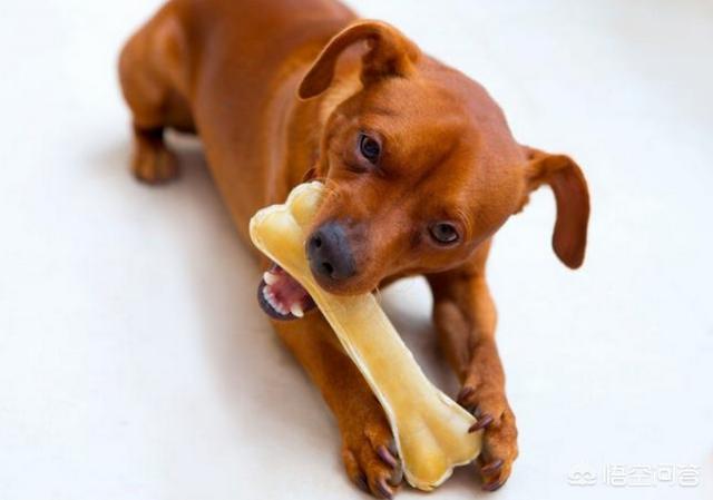 宠物安全隐患:狗狗哪些事不知道的会害了狗狗？