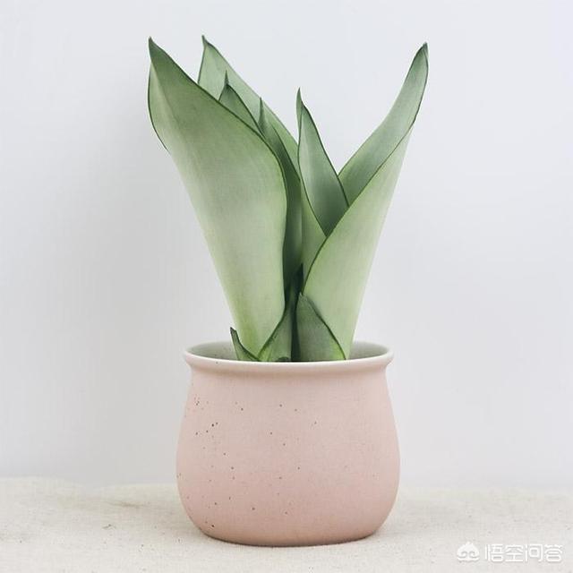 白玉怎么养越来越白,白玉虎皮兰变绿了怎么办？