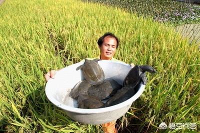 亚洲鳖:亚洲鳖和中华鳖的区别 乌龟和甲鱼有何区别？两者能在一起养吗？