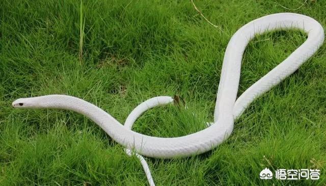 头条问答 白蛇传 在农村的故事很多 那么这白蛇到底是什么蛇呢 农业经济第一线的回答 0赞