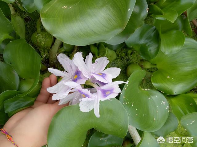 水草种类图谱名称大全:池塘里都有哪些常见的水草？
