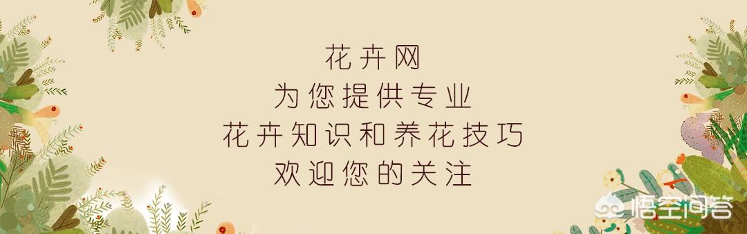 非洲堇叶子发软卷缩:休眠前白粉病不打可以吗？葡萄休眠前白粉病该不该防治？