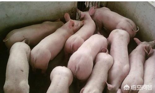 生猪养殖企业的难点，猪肉一直下跌，大部分养殖场苦不堪言，坚持下去能看到希望吗