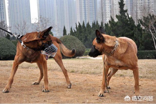 比利时马犬和德牧:专家进，德牧和马犬哪个好？