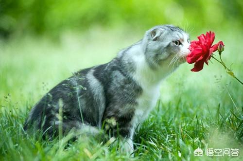 美国卷耳猫会发腮吗:美短猫起腮是在什么时候，要怎么帮助猫咪？