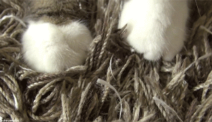 猫咪爬到身上踩奶:猫咪在主人身上踩奶是什么意思 猫咪喜欢趴身上爪子来回踩，伸爪是什么意思？