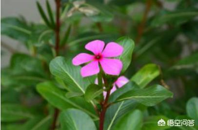 长春花怎么养(长春花怎么养护)