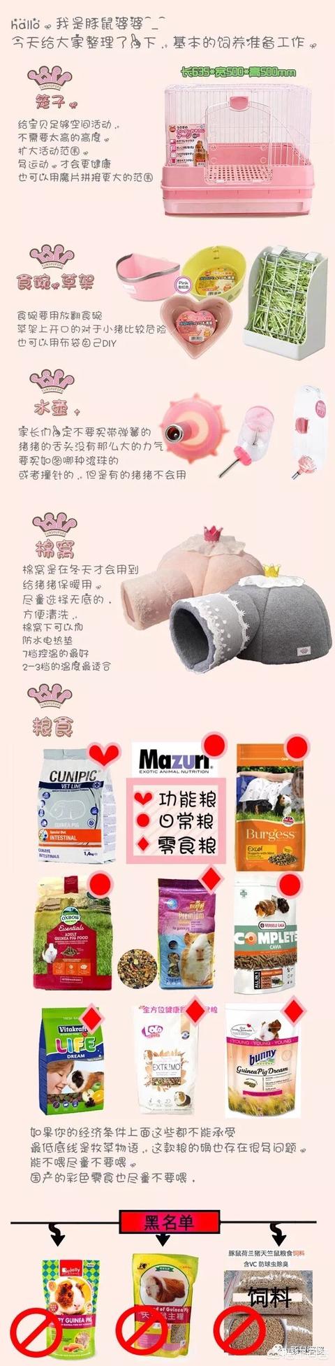 荷兰猪怎么养方法:豚鼠就是养不胖，该怎么办？怎样养好豚鼠呢？