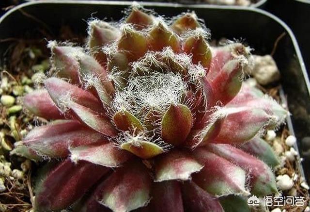 长生草属多肉植物图片:多肉植物长生草的精美图片 我家的观音莲都养了一年了怎么始终不长分枝呢？