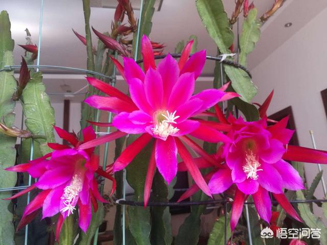 令箭荷花花芽:嫁接的令箭荷花为什么开不了花？