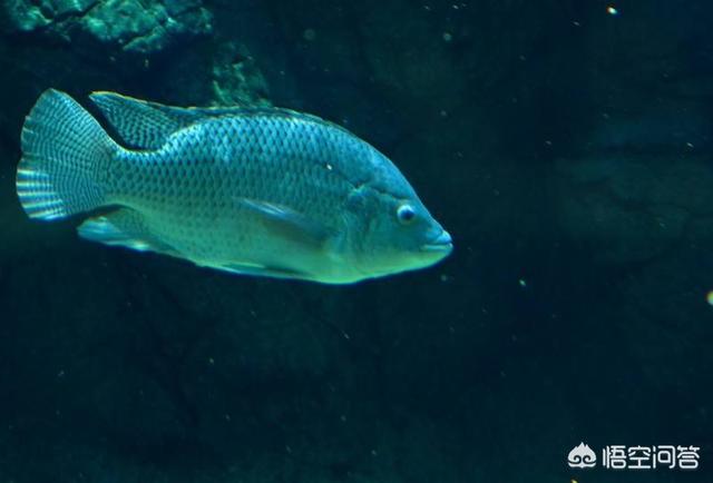 头条问答 鱼离开水 是缺水被干死的 还是缺氧憋死的 11个回答