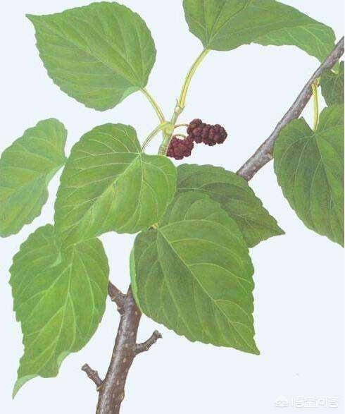 为什么现在有些人开始吃桑叶了,吃这个东西什么用?