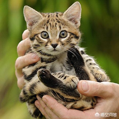 美洲长尾虎猫那里可以买到:为什么猫科动物中大多数体型比较大，而猫咪的体型小呢？