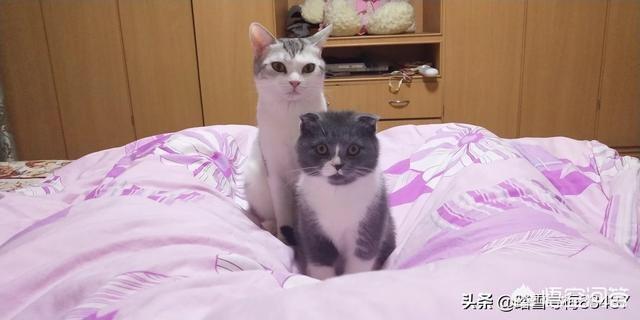 聚众吸猫是啥意思是什么:猫咪聚众吸猫草会是一种怎样的体验？