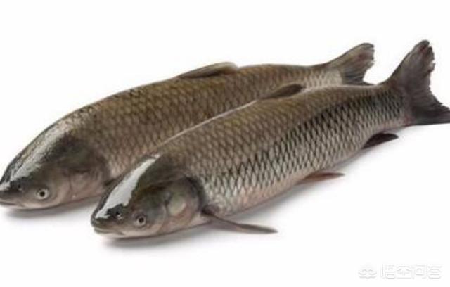淡水鱼中什么品种最好吃，四大淡水鱼中，你认为哪种鱼最好吃？