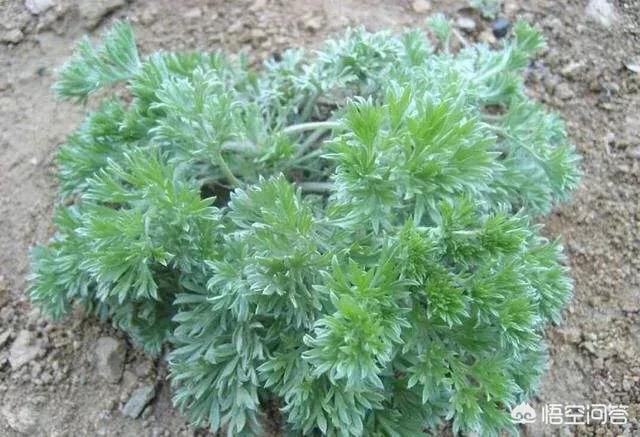 白蒿,也叫绵绵蒿.荠菜先认识这几种野菜.