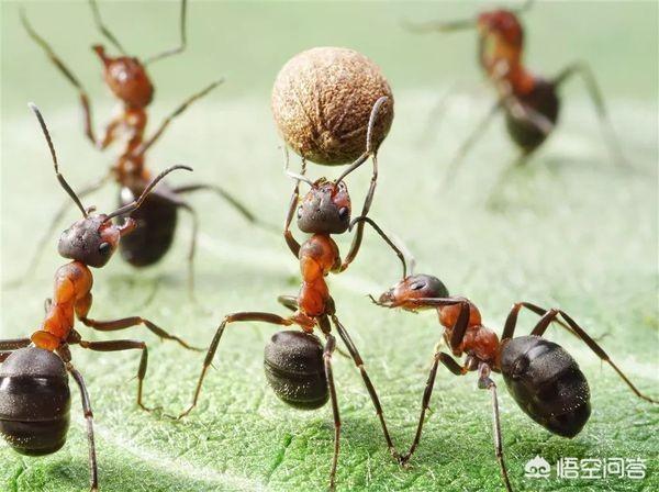土地里有好多蚂蚁怎么办？