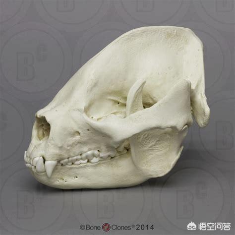 最新猛犬打架视频:什么猛犬可以打败高加索犬？为什么？