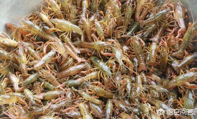 大米糠是否可以给小龙虾吃，小龙虾靠吃什么长大的如何投喂