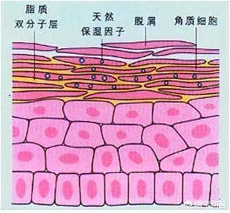 芙丽芳丝真假查询网站,皮肤干燥用什么化妆品好？