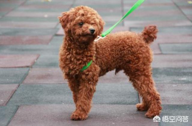罗威纳幼犬到家:我在网上买了一只2个月的小泰迪，回到家，我应该怎么做？