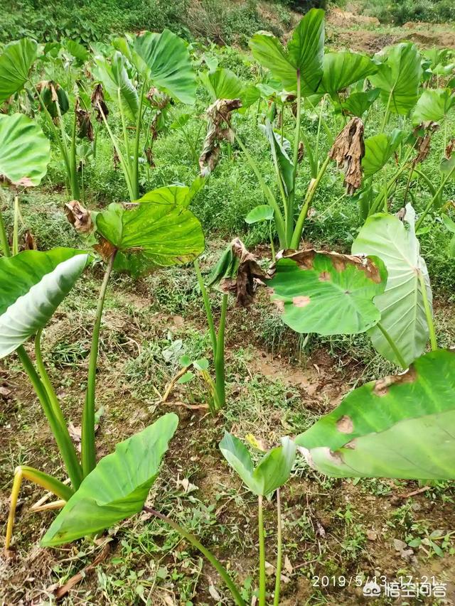 芋头苗期怎么样管理？