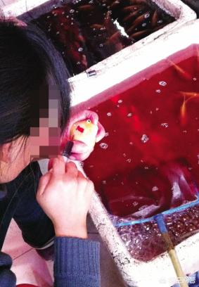 血鹦鹉价格贵吗血鹦鹉有什么特征:血鹦鹉鱼为什么养一段时间颜色变浅？