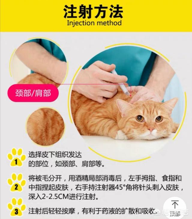 猫咪弓形虫疫苗是什么:猫咪托运需要打什么针？要注意什么？