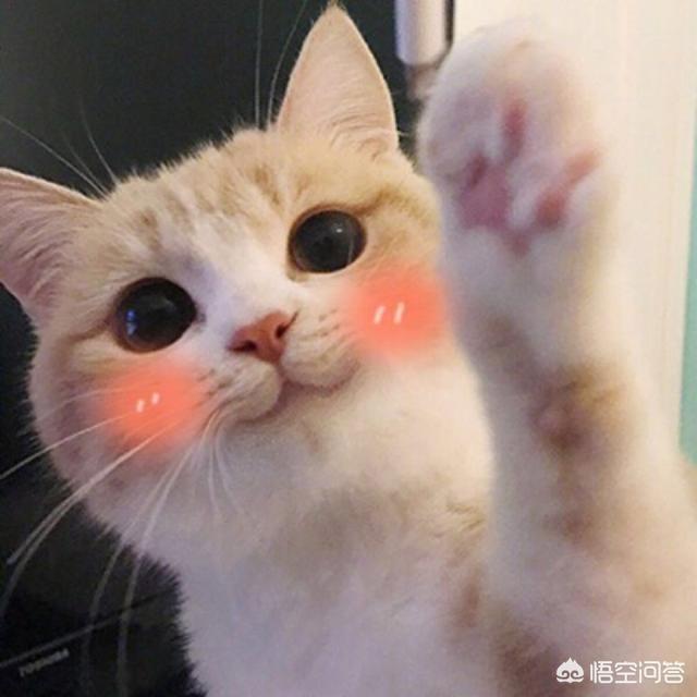 孕期养猫的好处和坏处:孕妇和猫真的不能和平共处吗？