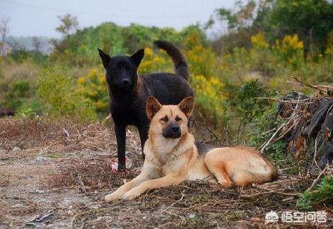 纯种凯安梗幼犬好养吗:在农村，如何挑选一只好的土狗养？