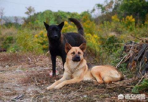 石家庄警犬图片:最不适合做警犬的四种狗，二哈上榜情理之中，但土狗为何也上榜？