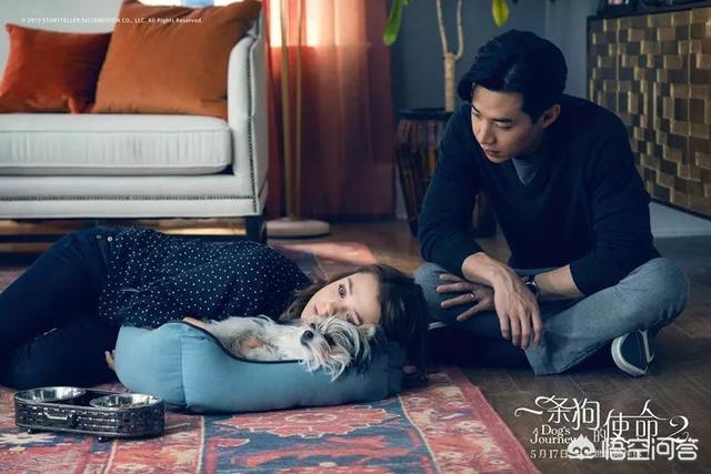 我做母狗的经历小说:《一条狗的使命》看完有什么感受？