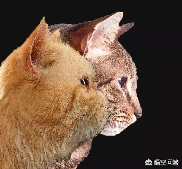 可爱伽菲猫视频:「加菲猫」到底是什么猫？