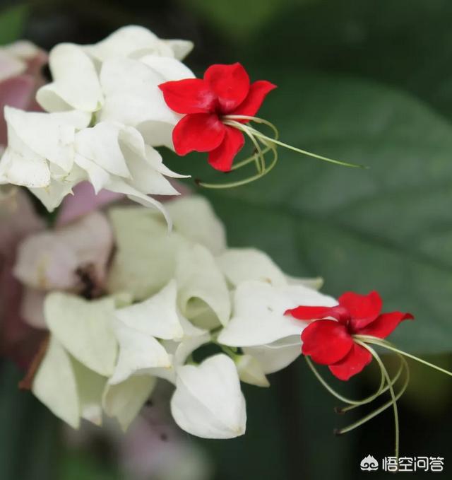 园林植物龙吐珠图片:龙吐珠开花的时候怎样浇水？