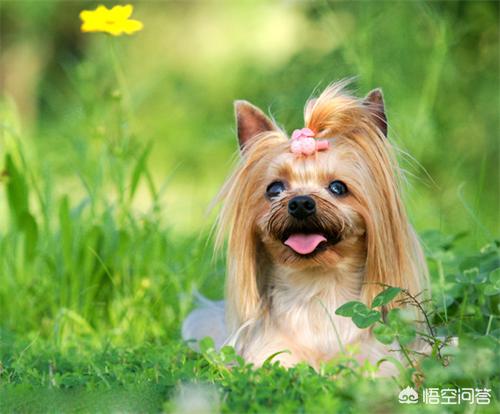 耳立:正宗的中华田园犬耳朵是立着的还是耷拉着的？ 耳立是什么意思