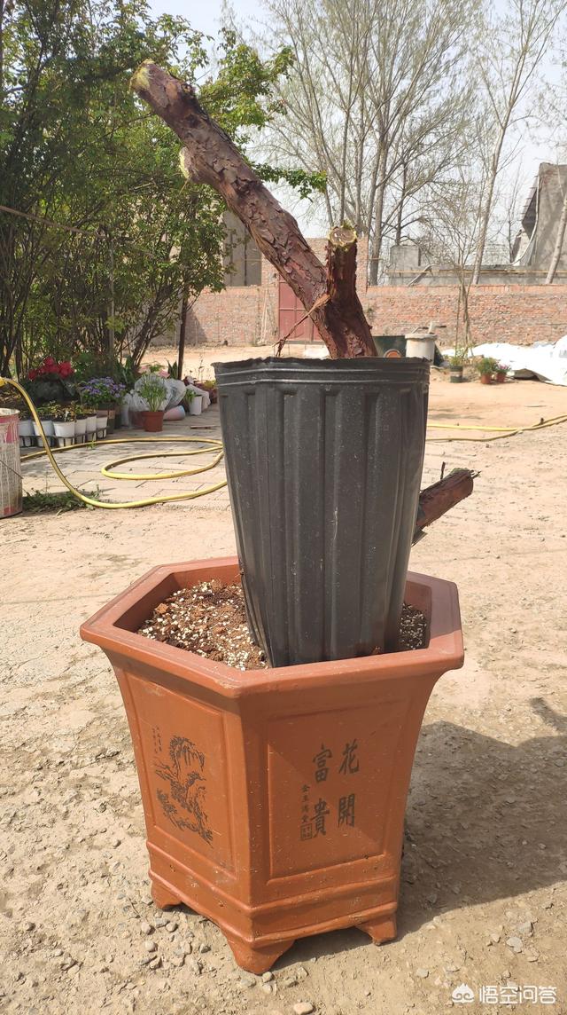 头条问答 - 老树桩野蔷薇要用生根剂泡多久载培最好?(4个回答)