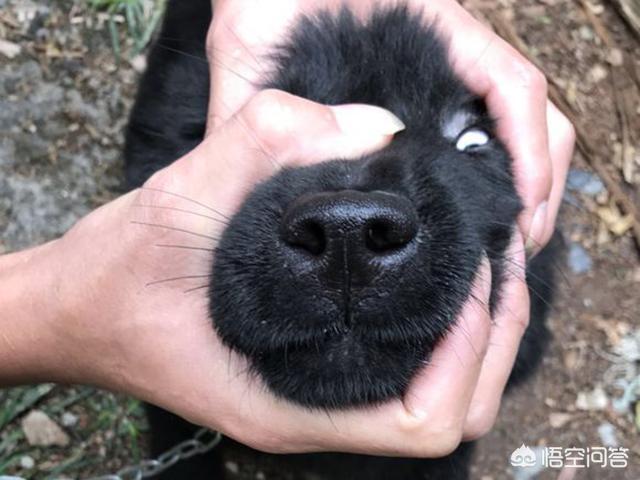 拉布拉多寿命多长，在汪届，寿命很短的有哪几种狗狗拉布拉多也在榜上吗