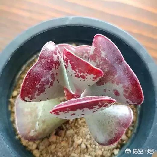 多肉植物翡翠景天小苗:婴儿手指多肉怎么安全度过夏天？