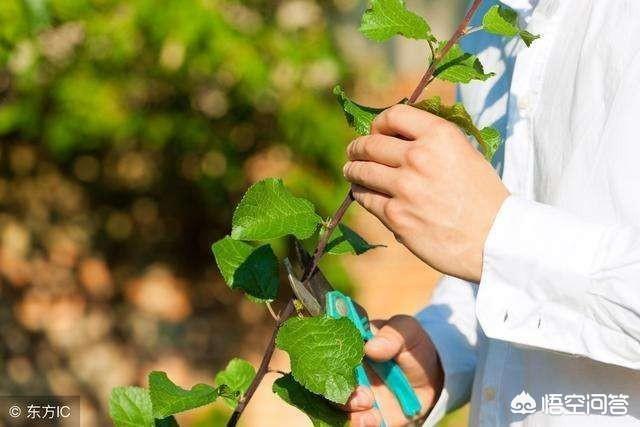 水果大战害虫加强版:苹果什么时间开始套袋呢？套袋后如何防治病虫害？